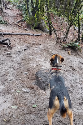 Eastside Off-leash Area photo 1
